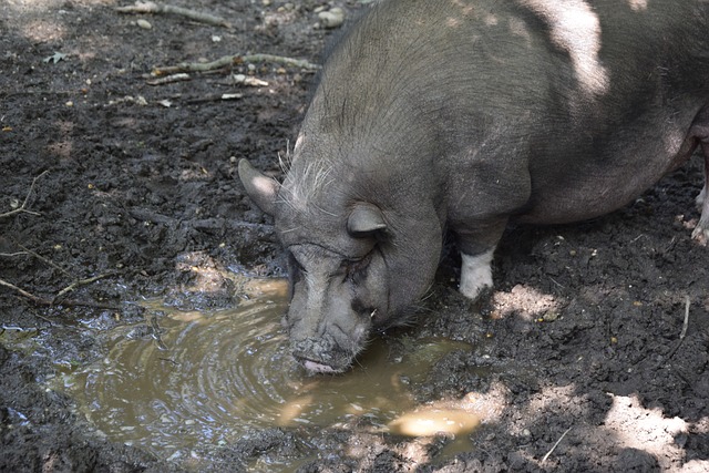 的重要跳板 的重要跳板