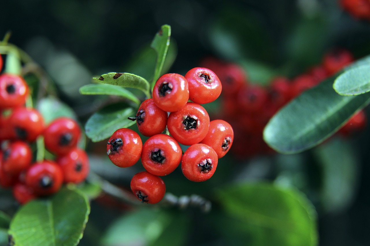 大胜柏林联 大胜柏林联